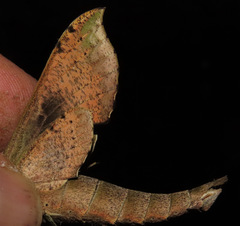 Xylophanes cosmius