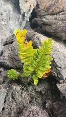 Polypodium pellucidum vulcanicum