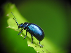 Oreina cacaliae