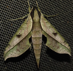 Xylophanes cosmius
