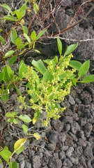 Rumex skottsbergii