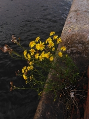 Senecio inaequidens