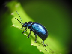 Oreina cacaliae