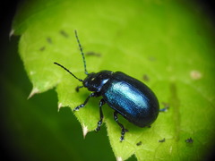Oreina cacaliae