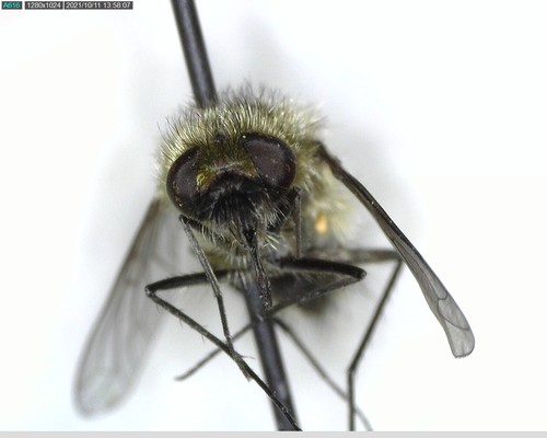 iNaturalist observation photo of Conophorus