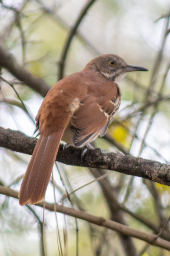 Brown Thrasher