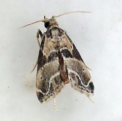 Neodavisia melusina