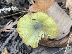 Entoloma incanum