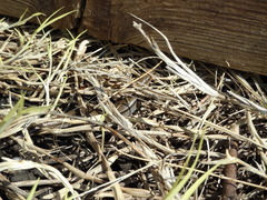 Plestiodon septentrionalis