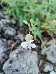 Silene uniflora uniflora