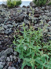 Silene uniflora uniflora
