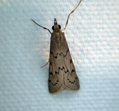 Blepharomastix haedulalis