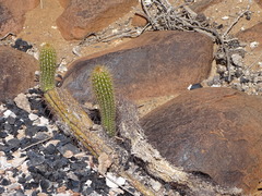 Trichocereus