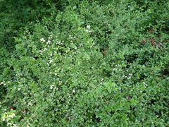 Galium semiamictum