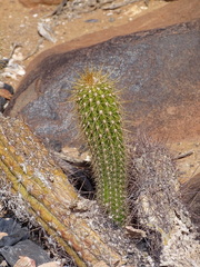Trichocereus