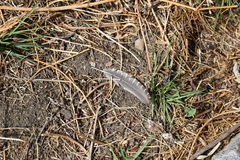 Nothoprocta pentlandii