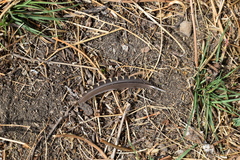 Nothoprocta pentlandii