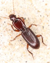 Stenomorphus californicus