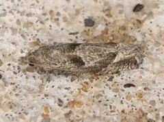 Pelochrista corosana