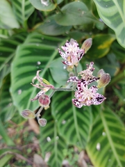Tricyrtis formosana