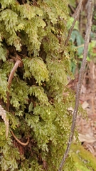 Hymenophyllum lanceolatum