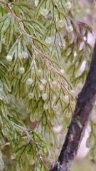Hymenophyllum lanceolatum