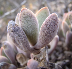 Crassula anso-lerouxiae