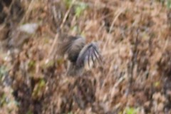 Nothoprocta pentlandii