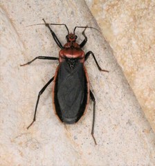 Rhiginia cinctiventris