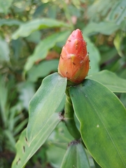 Costus woodsonii