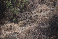 Nothoprocta pentlandii