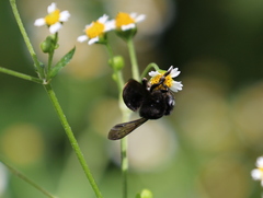 Trachusa mitchelli