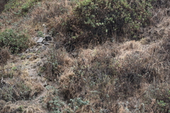 Nothoprocta pentlandii