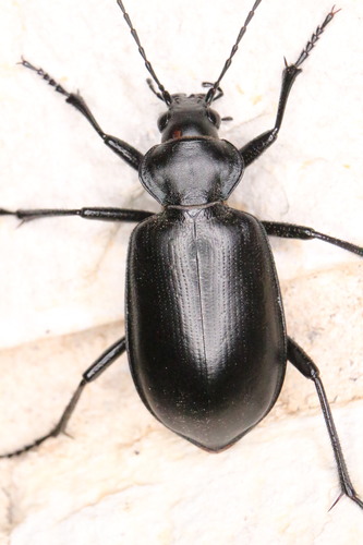 Calosoma peregrinator Guérin-Méneville, 1844