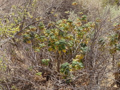 Melianthus