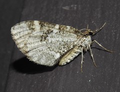 Stamnodes gibbicostata