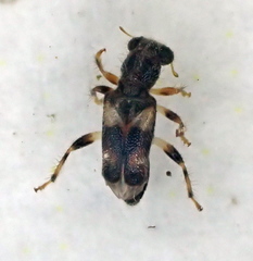 Phyllobaenus obscurus