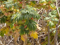 Melianthus