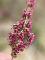 Erica puberuliflora