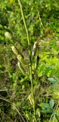 Baptisia albescens