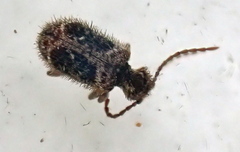Ptinus