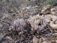 Crassula anso-lerouxiae