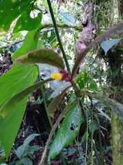 Columnea purpurata