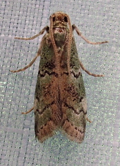 Cacotherapia flexilinealis