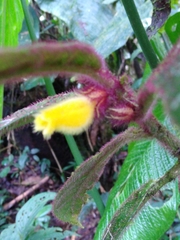 Columnea purpurata