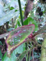 Columnea purpurata