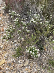 Trichocephalus stipularis