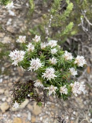 Trichocephalus stipularis