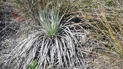 Argyroxiphium kauense