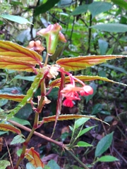 Begonia urticae